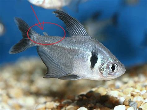 black phantom tetra male vs female